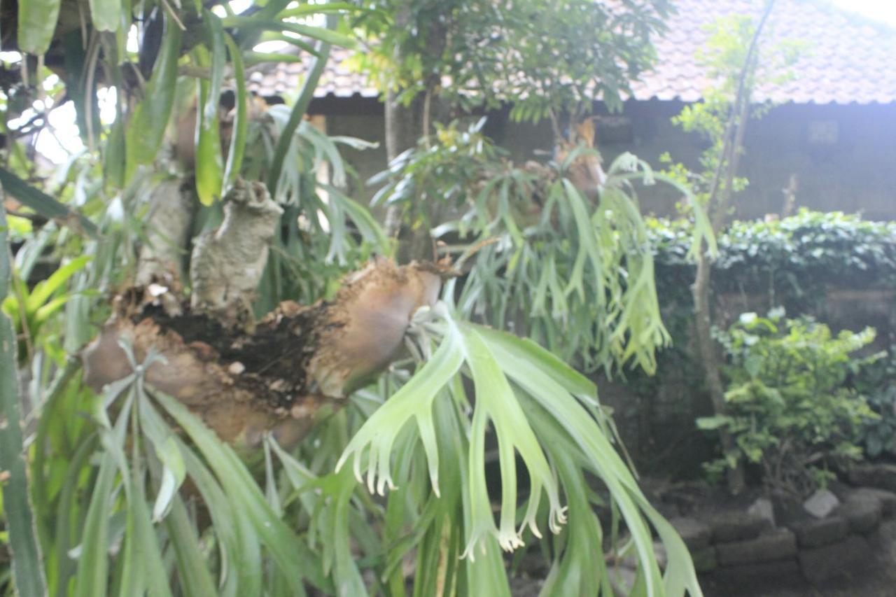 Umah De Arlika Ubud Экстерьер фото